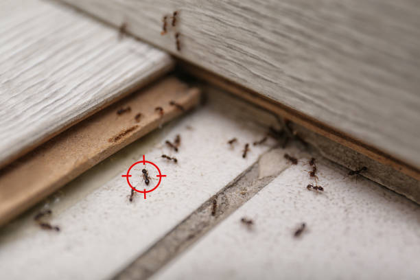 Best Cockroach Control Services  in Kennedy, CA