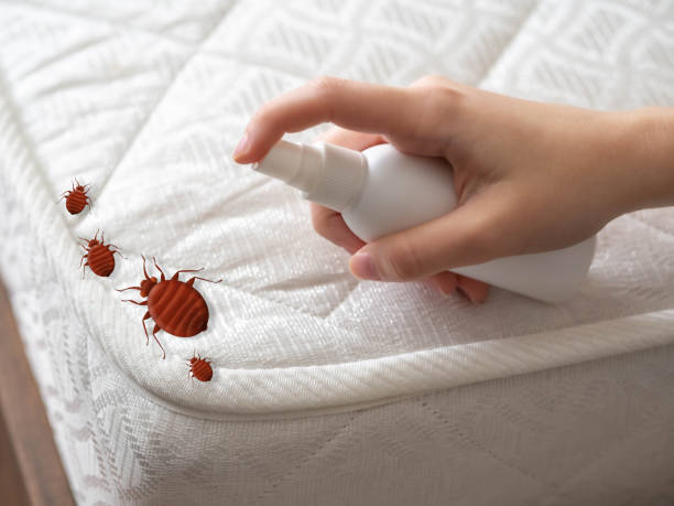 Best Spider Control Near Me  in Kennedy, CA