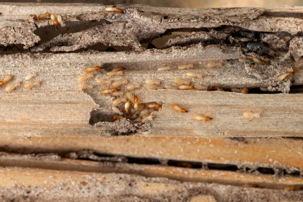 Trusted Kennedy, CA Pest Control Experts